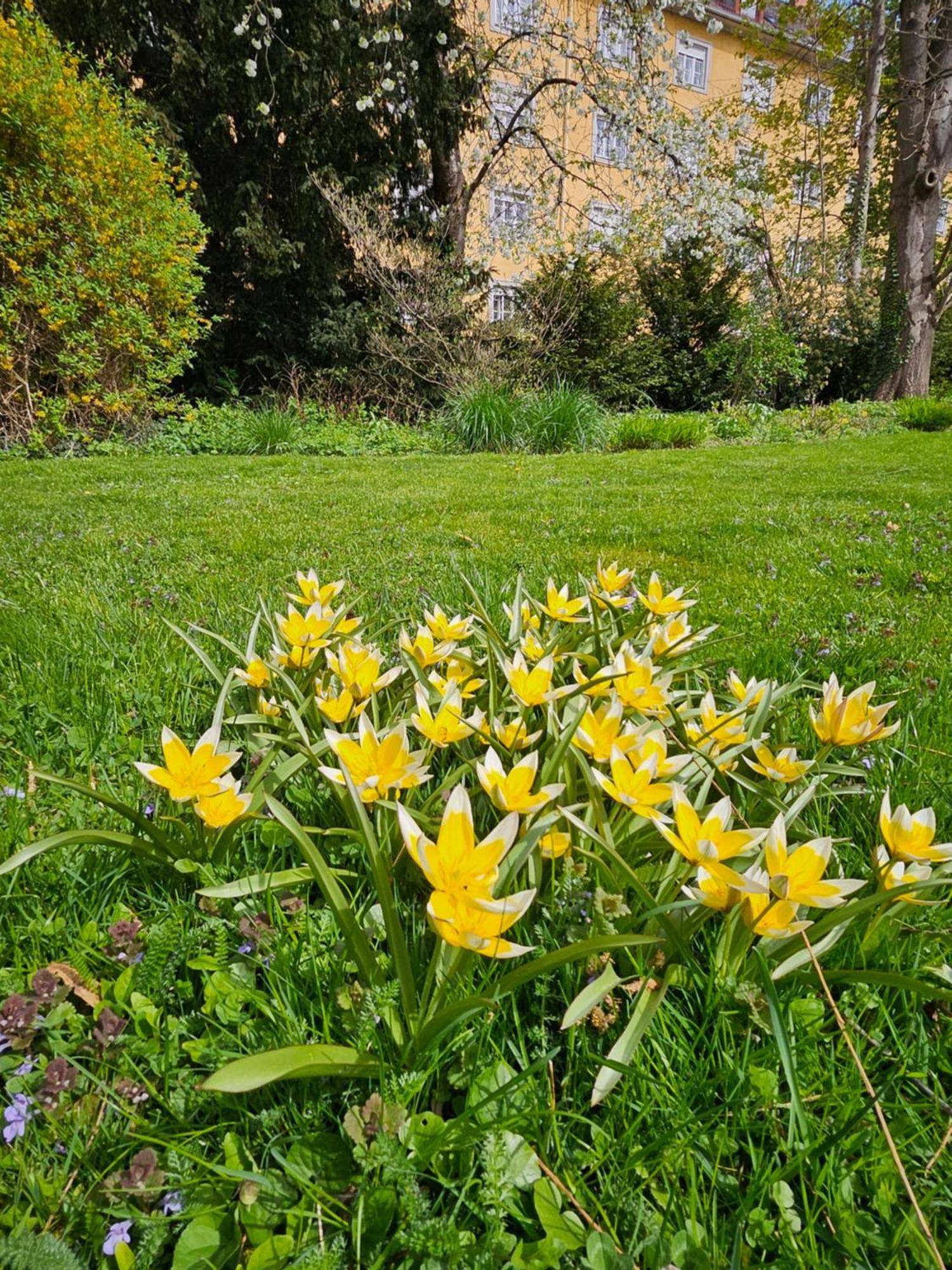 Yellow Flat By Grazrentals With Best Location & Free Parking Buitenkant foto